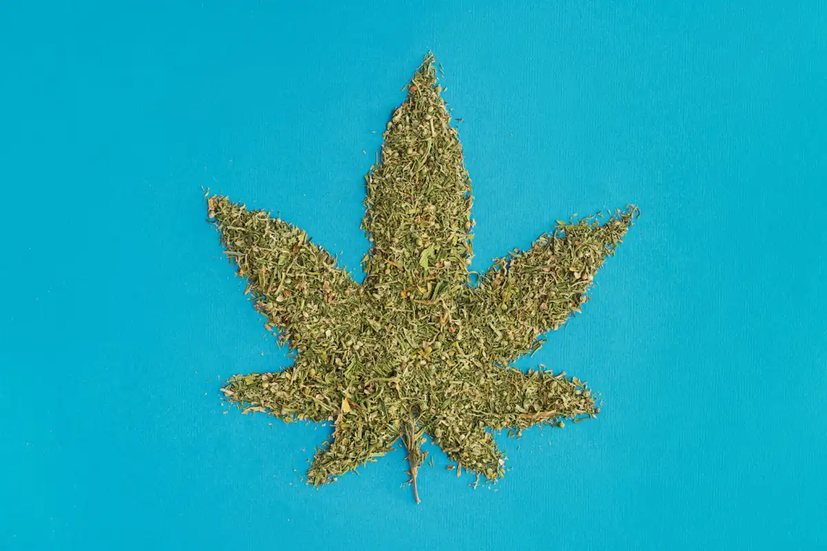 Cannabis leaf shape created from dried marijuana on a blue background, representing cannabis use, marijuana consumption, substance use disorders, addiction education, and recovery support resources.